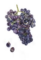  Black seedless grape